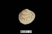 藏品(厚殼縱簾蛤)的圖片